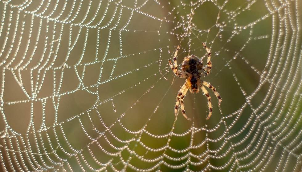 Crawling Web Glossario Factory Communication