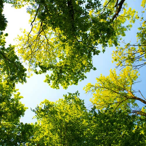 Treedom uno dei brand più promettenti in ambito ambientale - Factory Communication