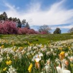 spring flower meadow